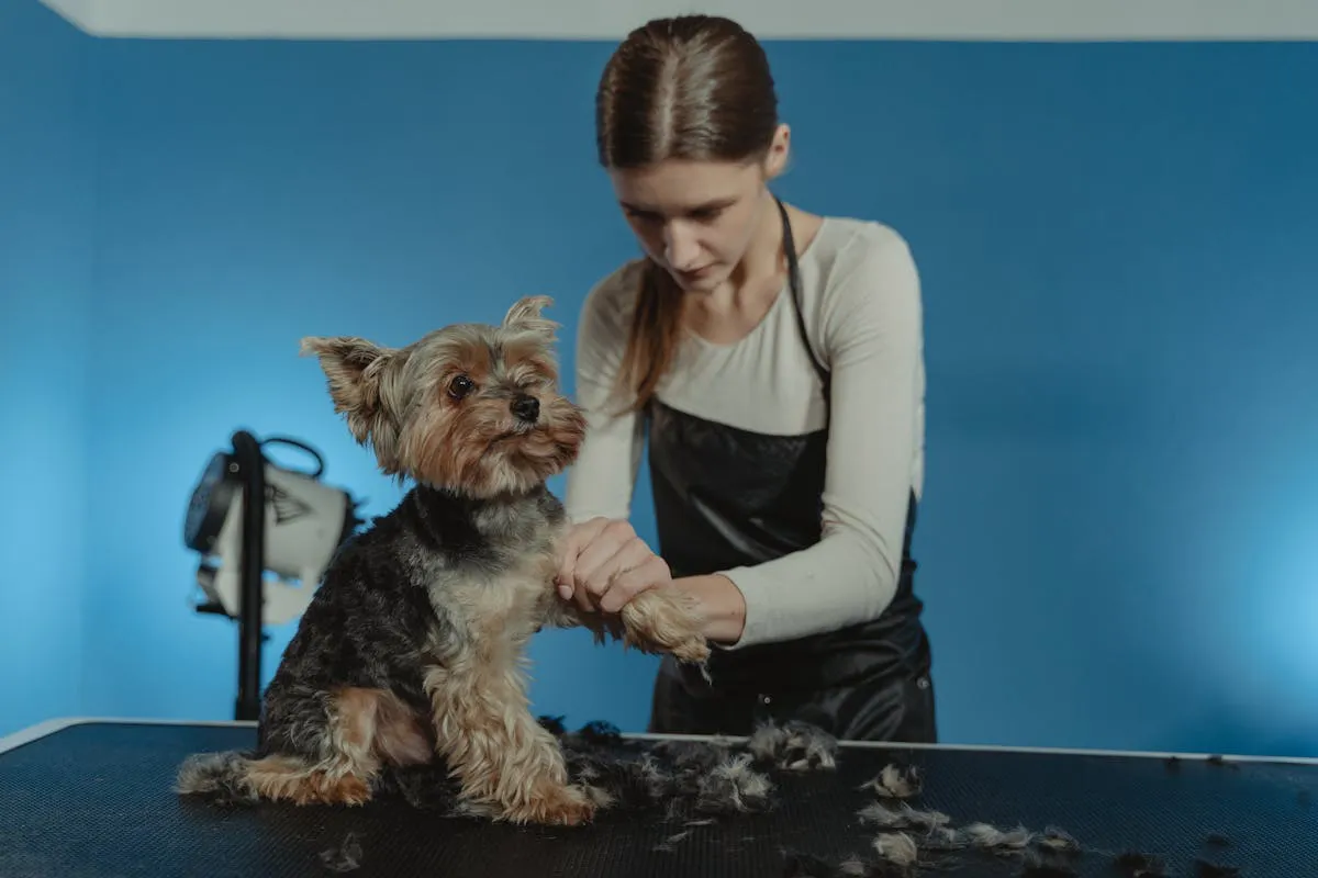 Groomer trimming a dog with sanitised tools in a bright salon